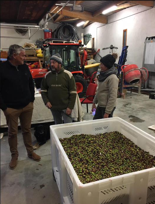 Mallefougasse: récolte des olives 2023.