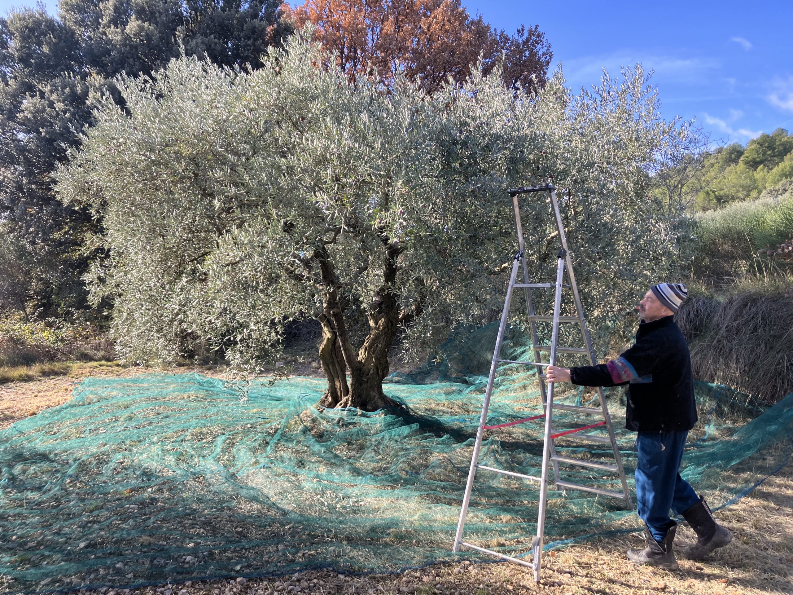 Huile d’olives « cuvée 2024 »